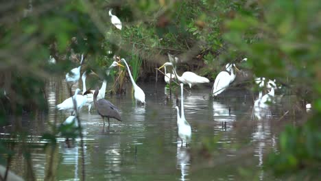 Las-Aves-Zancudas-Se-Dan-Un-Festín-De-Pescado-En-Los-Everglades-De-Florida