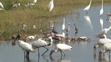 Garcetas,-Ibis-Y-Otras-Aves-Zancudas-Se-Alimentan-De-Peces-En-Los-Everglades-De-Florida