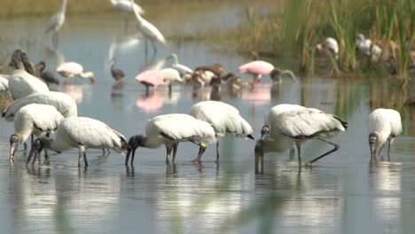 Las-Cigüeñas-Y-Otras-Aves-Zancudas-Se-Alimentan-De-Peces-En-Los-Everglades-De-Florida