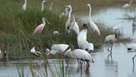Garcetas,-Ibis,-Cigüeñas-Y-Otras-Aves-Zancudas-Se-Alimentan-De-Peces-En-Los-Everglades-De-Florida