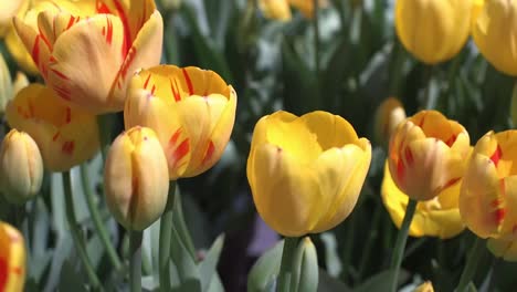 Beauty-Shots-Of-Springtime-Tulips-And-Cherry-Blossoms-On-A-Sunny-Day-In-The-White-House-Garden,-Washington-Dc