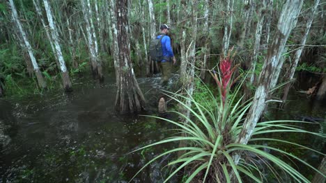 Ein-Mann-Kommt-An-Bromelienpflanzen-Vorbei,-Während-Er-Zu-Fuß-Durch-Die-Everglades-Von-Florida-Stapft