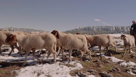 Sheep-cross-a-snowy,-rocky-field-atop-the-High-Atlas-Mountains-in-Morocco,-guided-by-a-Shepard