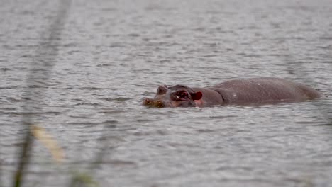 Hippopotamus-breathing-at-the-surface-of-the-Ngorongoro-crater-lake-and-preserve-in-Tanzania-Africa,-Handheld-long-shot