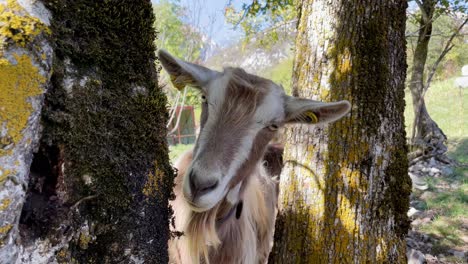Medium-close-up-shot-of-a-goat-standing-between-to-trees-looking-around