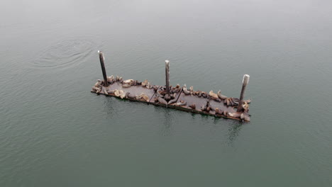 Aerial-View-Of-Sealions-And-Harbor-Seals-Sleeping-And-Resting-On-Floating-Platforms