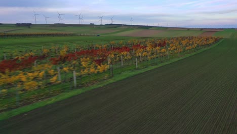 Flug-über-Feld-Und-Herbstweinberg-Mit-Fernblick-Auf-Windkraftanlagen-Im-Hintergrund