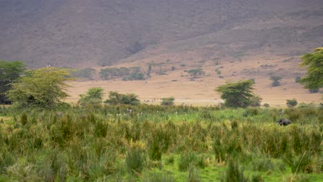 Egrets-and-storks-at-Ngorongoro-Crater-natural-preserve-grasslands-in-Tanzania-Africa,-Handheld-wide-angle-shot