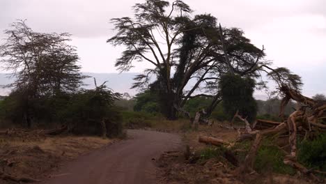 Dirt-road-with-old-tree-at-Ngorongoro-crater-in-Tanzania-Africa,-Handheld-medium-shot