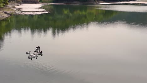 Group-of-ducks-paddling-on-a-mountain-lake