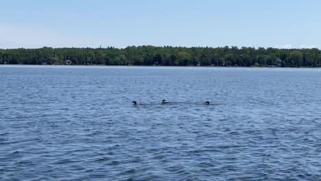 Raft-Of-Loons-Swimming-In-Lake-Water-In-Daytime