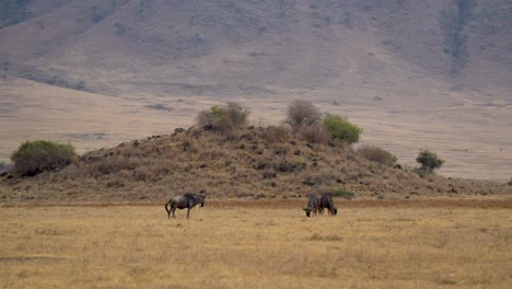 Three-wildebeest-during-migration-grazing-on-the-plains-of-the-Ngorongoro-crater-preserve-in-Tanzania-Africa,-Handheld-long-shot