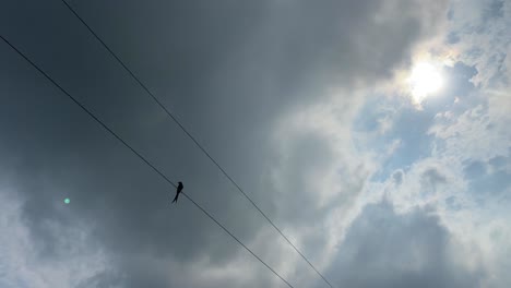 Cuckoo-in-a-power-line