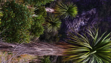 Vertical-gimbal-shot-of-exotic-Milford-Sound-vegetation,-Cordyline-australis