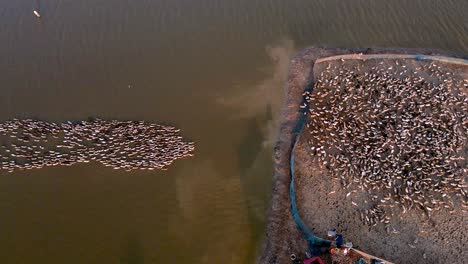 Raft-of-paddling-ducks-organically-farmed