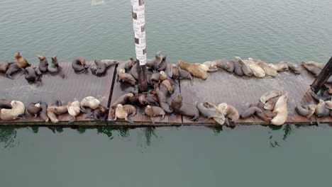 Aerial-View-Of-Sealions-And-Harbor-Seals-Sleeping-And-Resting-On-Floating-Platforms