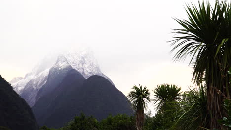 Landscape-with-snow-covered-Mount-Pembroke,-Cabbage-Palms-in-foreground