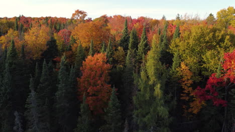 Aerial-view-of-the-magnificent-leafy-forest-treetops-in-colorful-shades-of-the-autumn-season