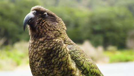 Close-up-of-Kea-interacting-with-camera-on-drizzling-day