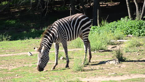 a-zebra-is-eating-grass-in-his-zoo-enclosure,-animal-from-africa