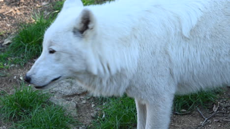 Polar-Wolf-looks-around-him-in-a-French-forest,-zoological-park,-artic-mammal