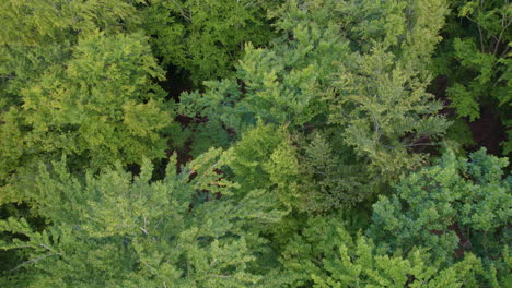 Slow-moving-aerial-shot-of-a-dense-forest-in-Poland