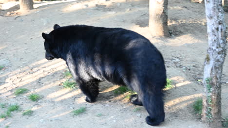 a-black-bear-walks-during-a-sunrise-on-a-dirt-ground-in-a-forest