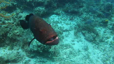Riesiger-Zackenbarsch,-Der-Unter-Wasser-Im-Bahamas-meer-Schwimmt
