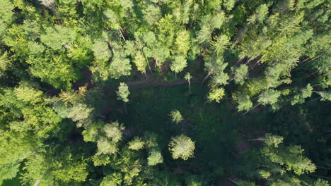 Descending-top-down-shot-of-conifer-forest-trees-light-in-sun,4K