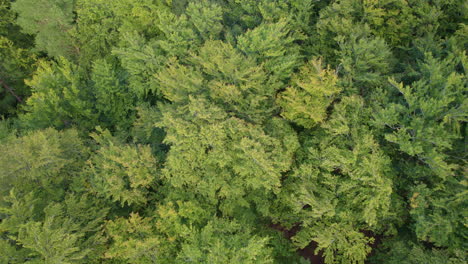 Tiro-Ascendente-De-Densos-árboles-De-Bosque-Verde-Que-Se-Iluminan-Al-Sol-Durante-Vibraciones-Pacíficas