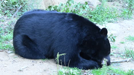a-black-bear-is-eating-an-apple-on-a-forest-ground,-zoo-enclosure