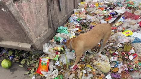 Streunender-Hund-Auf-Der-Suche-Nach-Nahrung-Im-Müll-In-Der-Nähe-Der-Hochhäuser