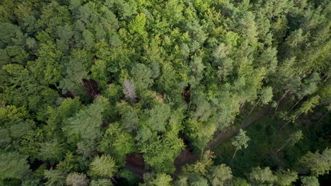 Hiking-trail-in-deep-Canadian-woods,-aerial-drone-view
