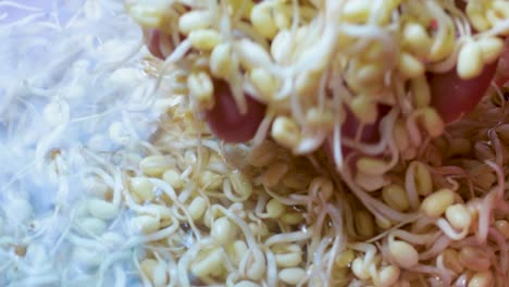 HAND-CLEAN-Growing-Fresh-Bean-Sprouts-For-Healthy-Vegan-Food-AT-HOME