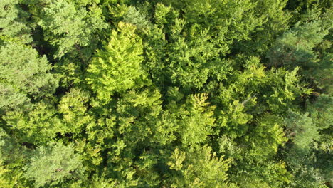 Green-coniferous-tree-tops,-aerial-downwards-view