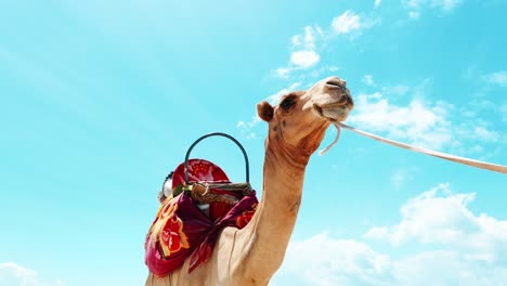 upward-shot-of-a-colorfully-saddled-camel-on-a-leash,-walking-on-a-beach-against-a-clear-blue-sky