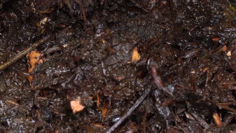 Multiple-Insect-in-Compost---Concept-of-Decay---Static-Macro
