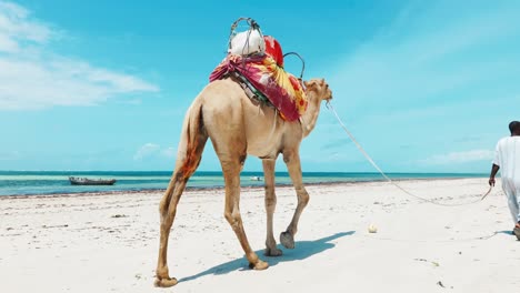 a-black-man-with-a-colorfully-saddled-dromedary-walks-on-the-white-sand-of-the-ocean-beach-in-africa