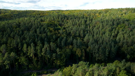 Lush-Green-Forest-Witomino,-Grynia-Poland---dolly-left-aerial
