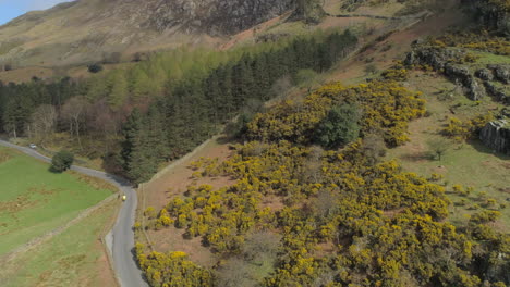 Aerial-Drone-Shot-Over-Honister-Pass-with-Cyclist-Travelling-Along-Mountain-Pass-Road-in-Buttermere-with-Yellow-Flower-Plants-and-Trees-Lake-District-Cumbria-United-Kingdom