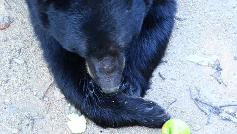 Nahaufnahme,-Kopf-Eines-Schwarzbären,-Der-Einen-Apfel-In-Einem-Zoo-Frisst,-Säugetier