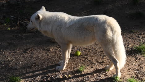 Polarwolf-Beleuchtet-Vom-Sonnenaufgang,-Warme-Farbe-Auf-Seinem-Weißen-Fell,-Säugetier-In-Einem-Wald