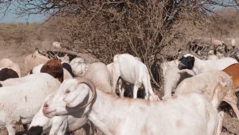 a-large-mixed-herd-of-sheep-and-goats-together-in-a-desolate-landscape
