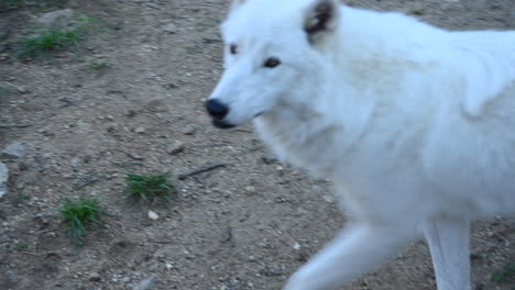 Ein-Polarwolf-Von-Arktischen-Spaziergängen-Auf-Schmutz-In-Einem-Wald,-Zoologischer-Park-In-Frankreich