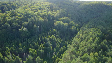 Lush-coniferous-forest-in-the-mountains-of-Canada,-aerial-view