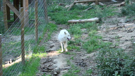 A-white-polar-Wolf-is-next-to-a-metal-fence-in-a-zoo,-forest-with-mammals
