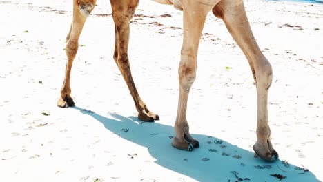 Schuss-Von-Den-Beinen-Eines-Kamels,-Das-über-Einen-Weißen-Sandstrand-Läuft-Und-Das-Schlendernde-Tempo-Des-Tieres-Zeigt