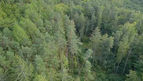 Aerial-Of-Summer-Fresh-Green-Tree-Forests-In-Gdynia-Witomino,-Poland