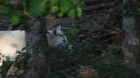Un-Lobo-Polar-Camina-En-Un-Bosque-Del-Parque-Zoológico-Durante-Un-Amanecer