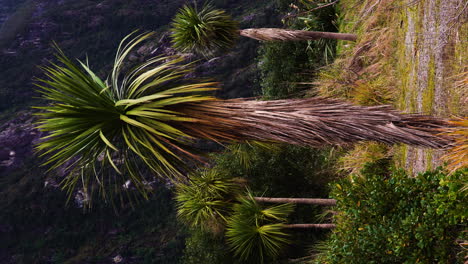 Vertical-video-of-New-Zealand-Cabbage-Tree